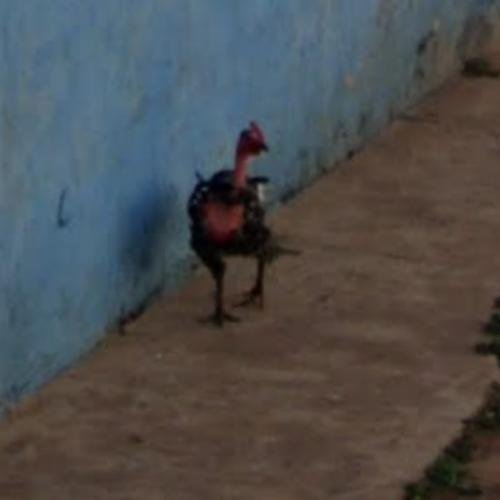 Spain - chicken road oficial Spain - chicken road oficial